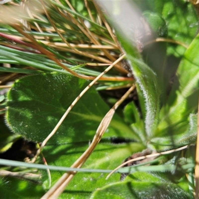 Pappochroma bellidioides