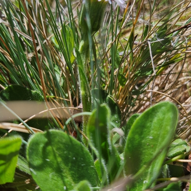 Pappochroma bellidioides