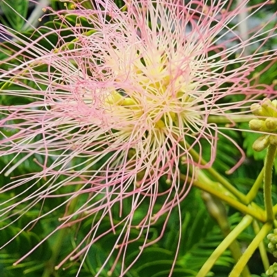 Albizia julibrissin