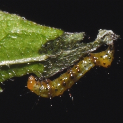 Agarista agricola