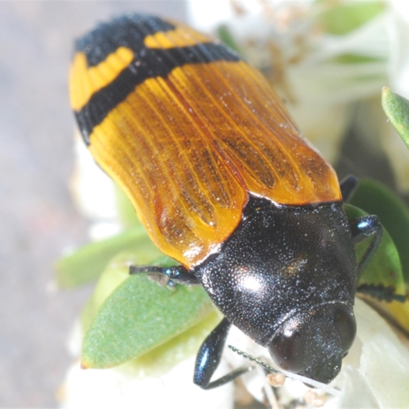 Castiarina andersoni