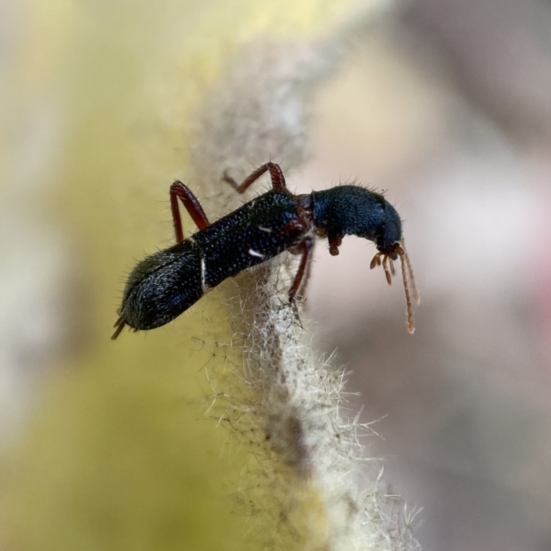 Tarsostenodes sp.