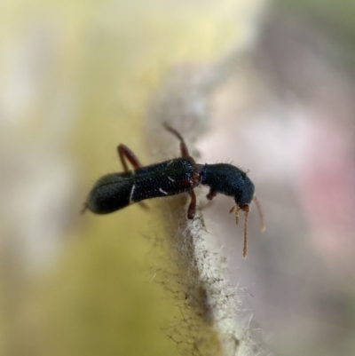 Tarsostenodes sp.