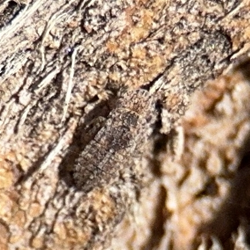 Stenocotini sp. (tribe)