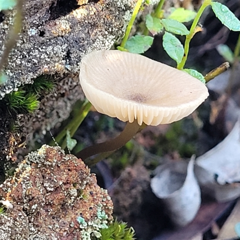 Entoloma aromaticum