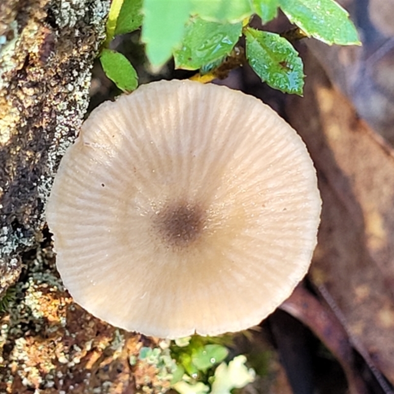 Entoloma aromaticum