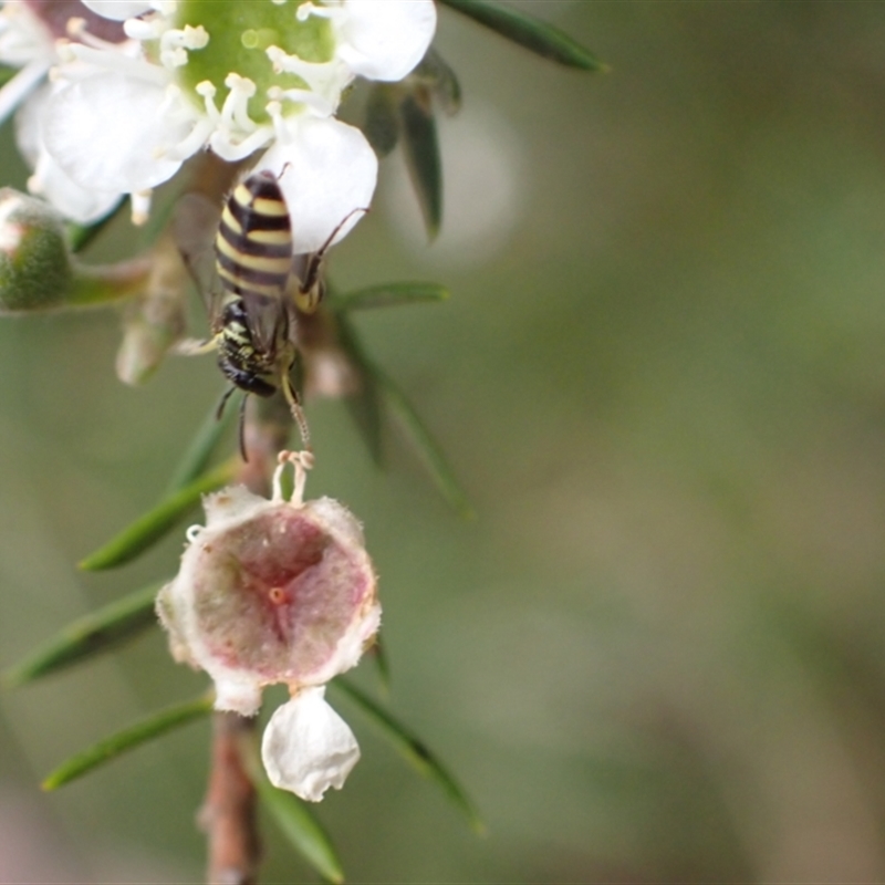 Callohesma calliopsella