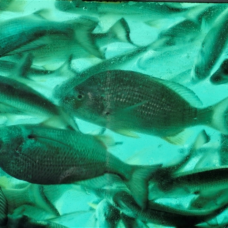 Acanthopagrus australis