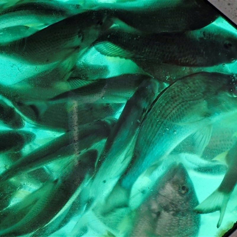 Acanthopagrus australis
