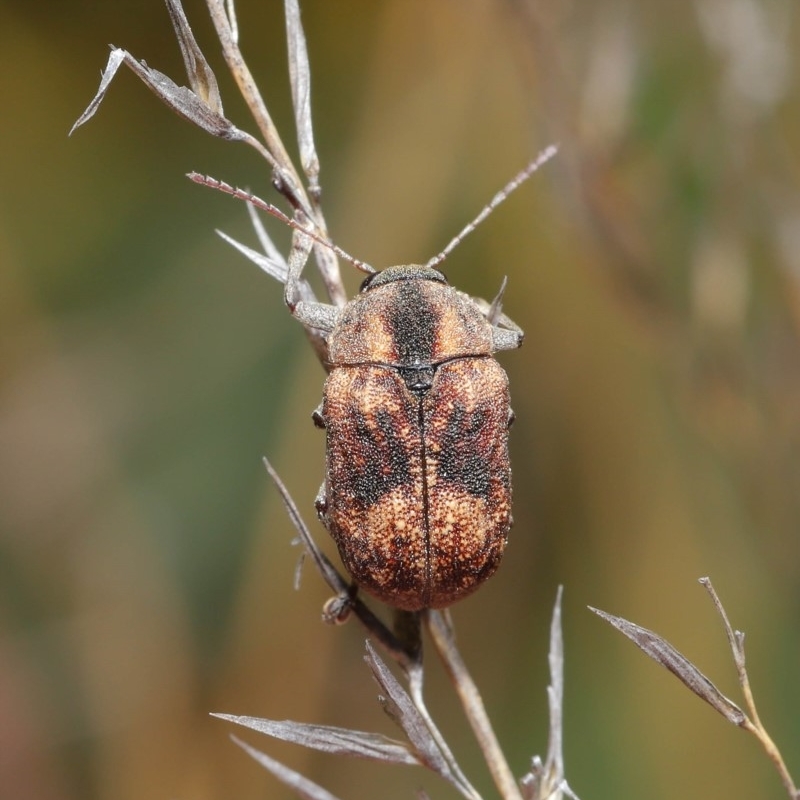 Cadmus (Cadmus) gigas