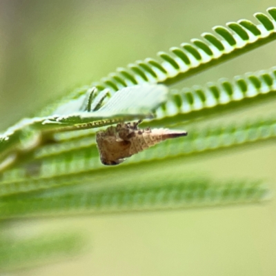 Terentiini sp. (tribe)