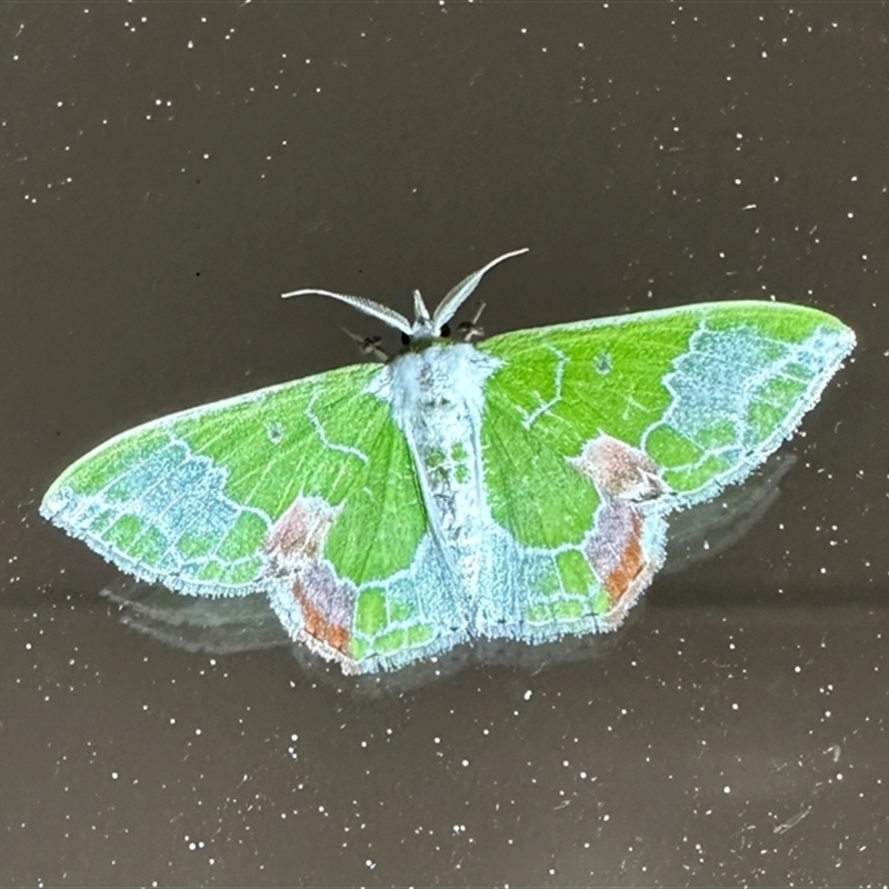 Protuliocnemis partita
