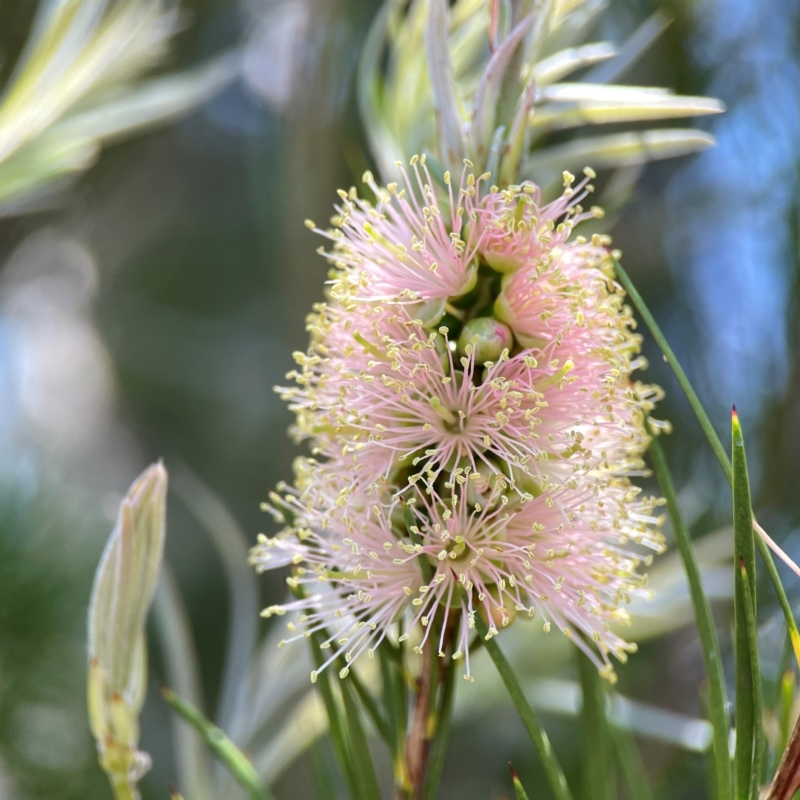 Melaleuca sp.