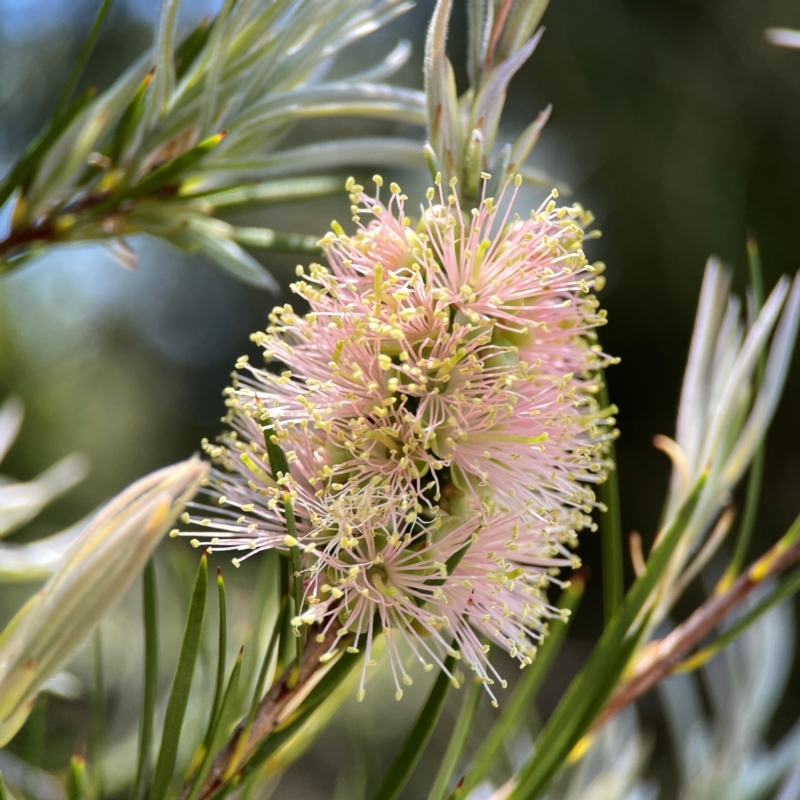 Melaleuca sp.