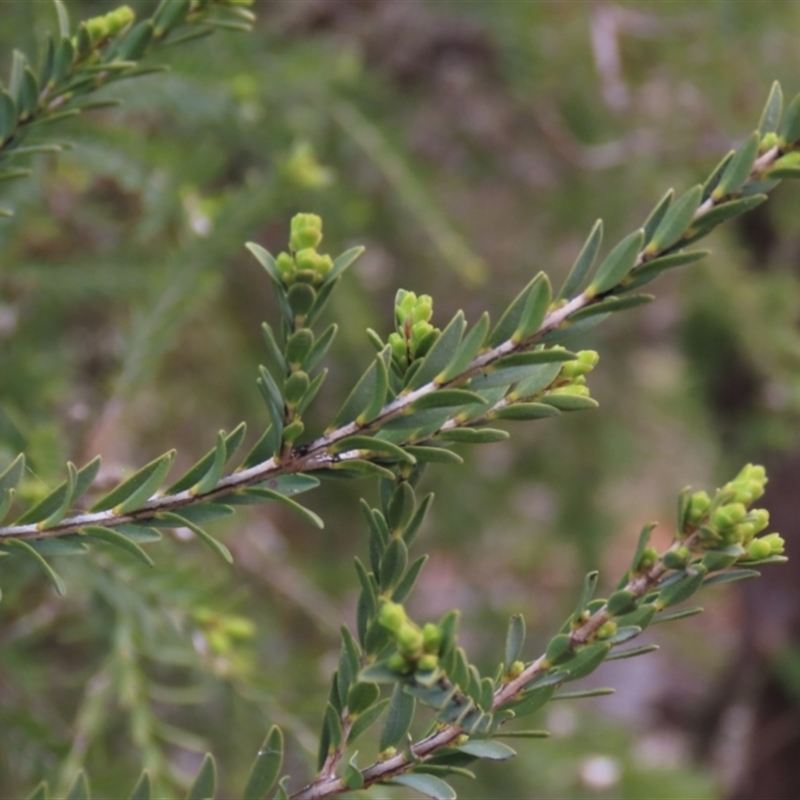 Melaleuca sp.