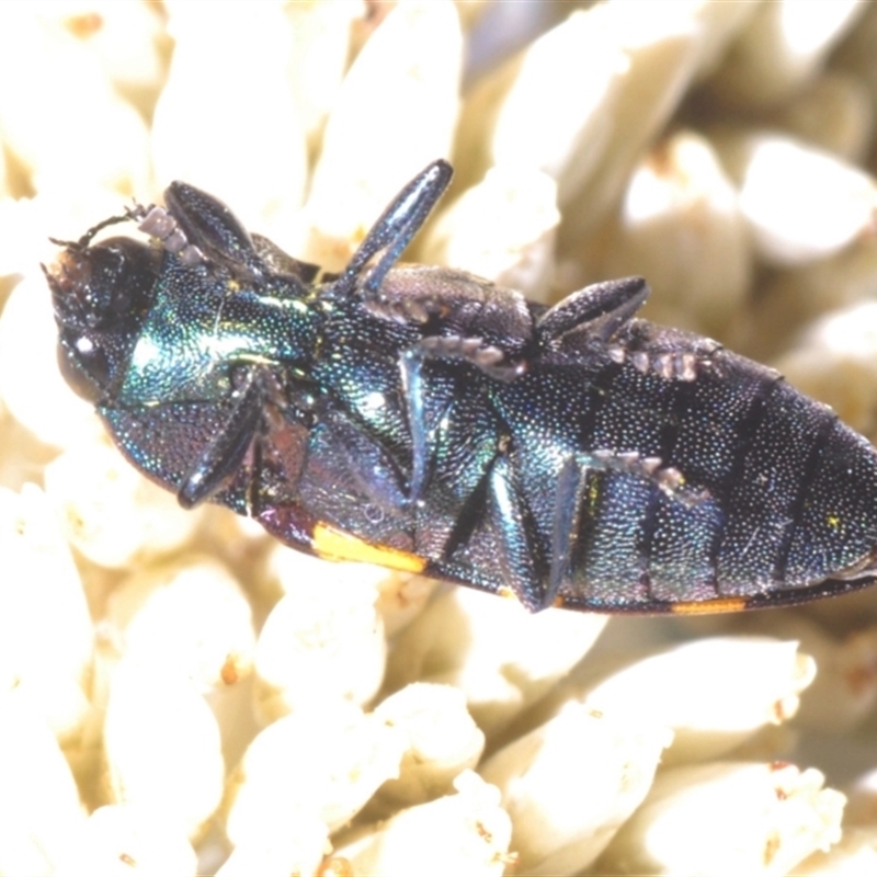 Castiarina oblita