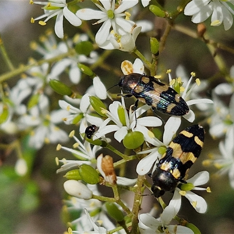 Castiarina oblita