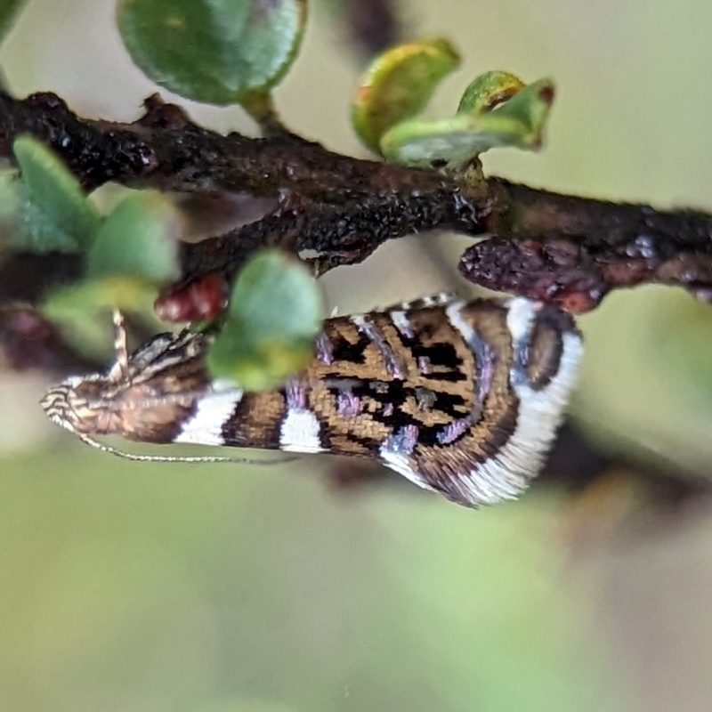 Glyphipterix isozela