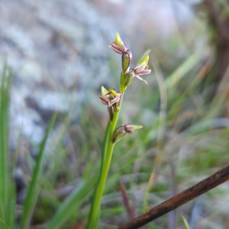 Prasophyllum alpinum