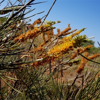 Grevillea eriostachya