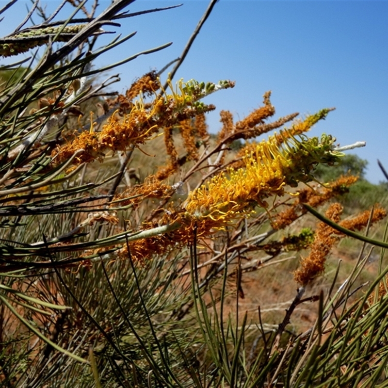 Grevillea eriostachya