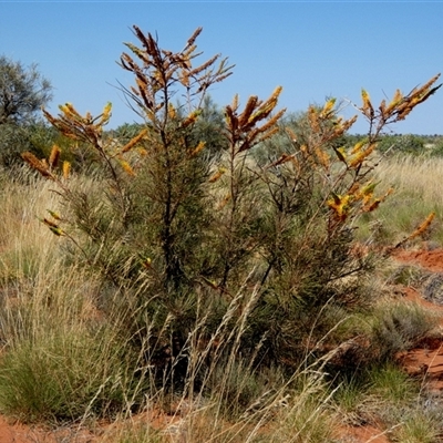 Grevillea eriostachya