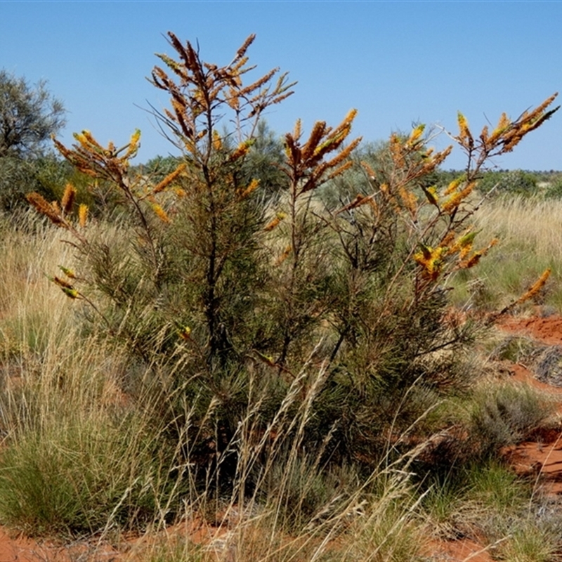 Grevillea eriostachya