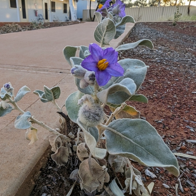 Solanum lasiophyllum