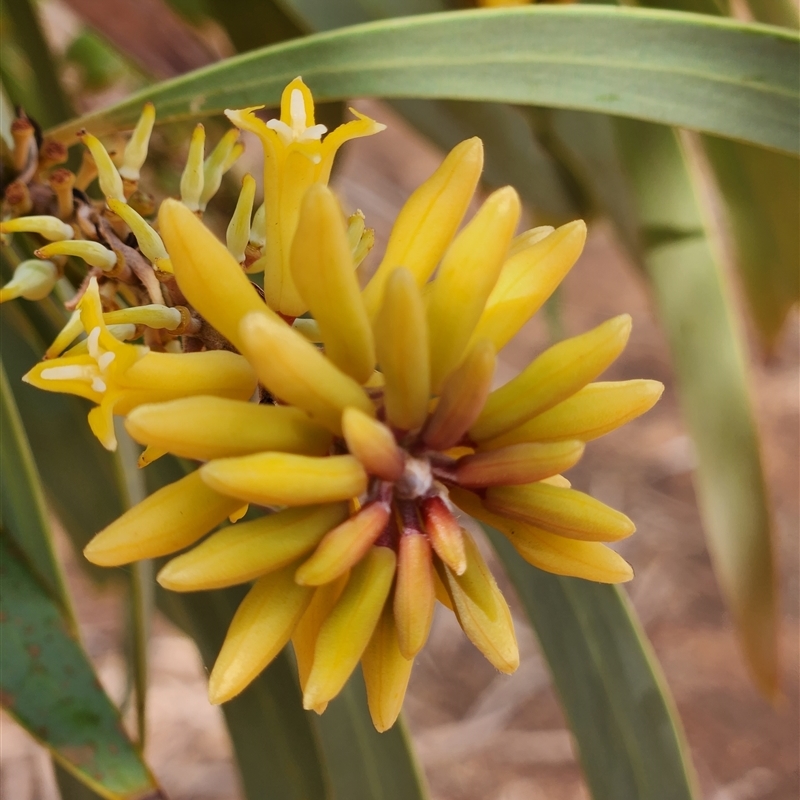 Persoonia falcata