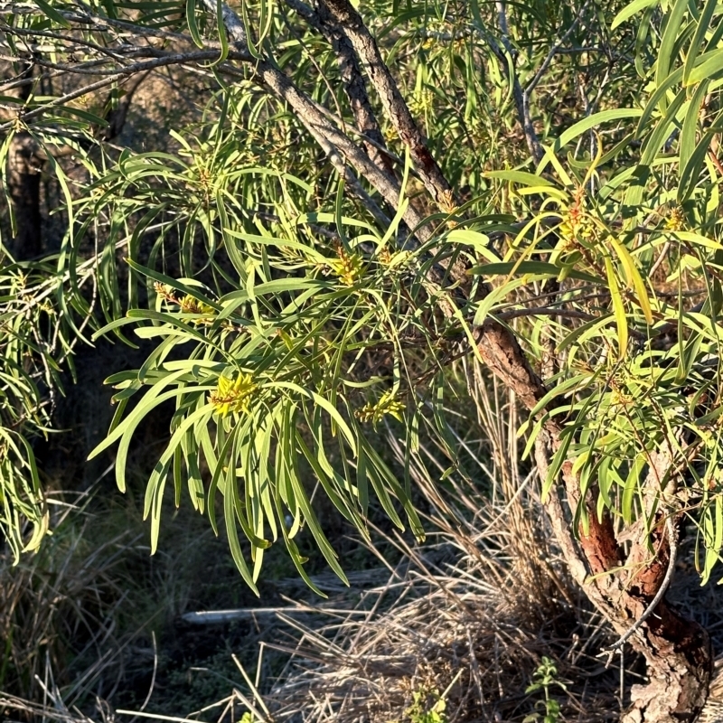 Persoonia falcata