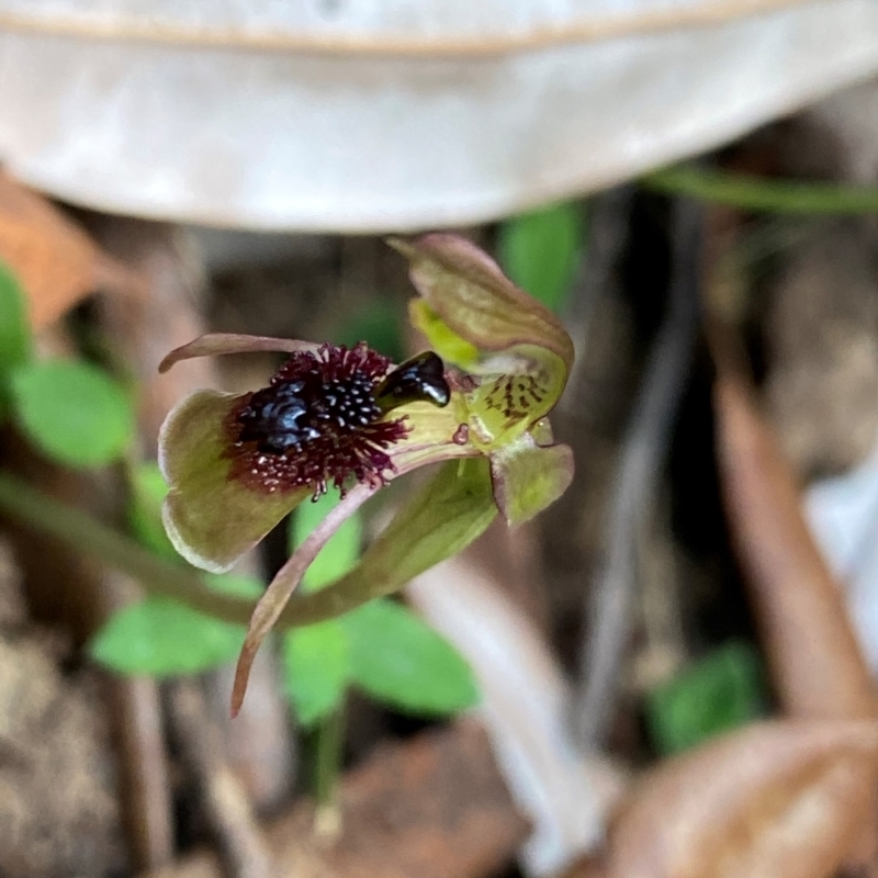 Chiloglottis sphaerula