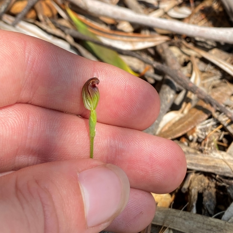 Pterostylis oresbia