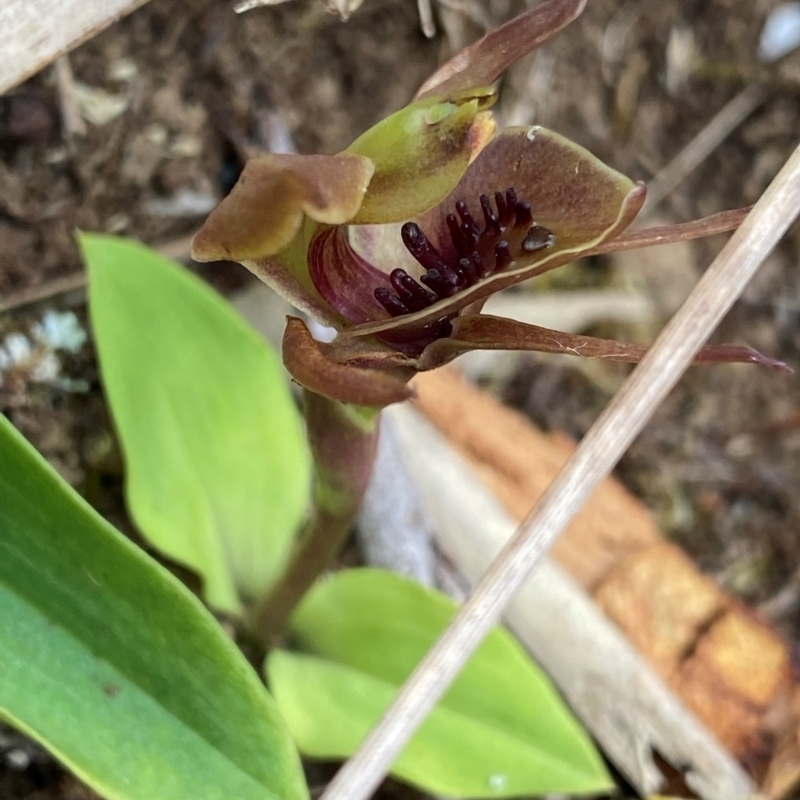 Chiloglottis pluricallata