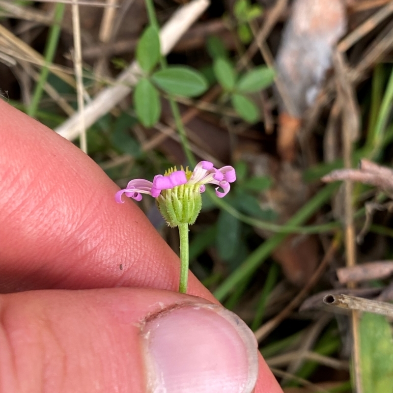 Brachyscome microcarpa