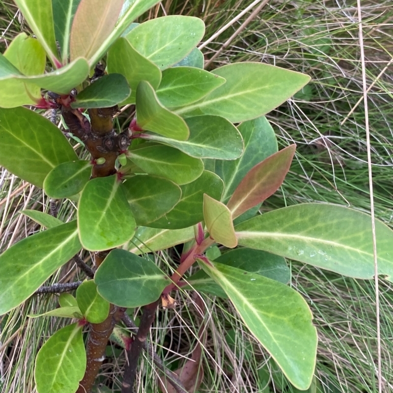 Tasmannia purpurascens