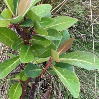 Tasmannia purpurascens