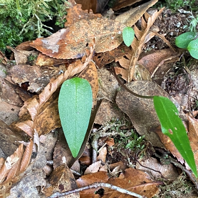 Adenochilus nortonii