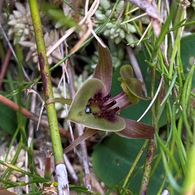 Chiloglottis bifaria