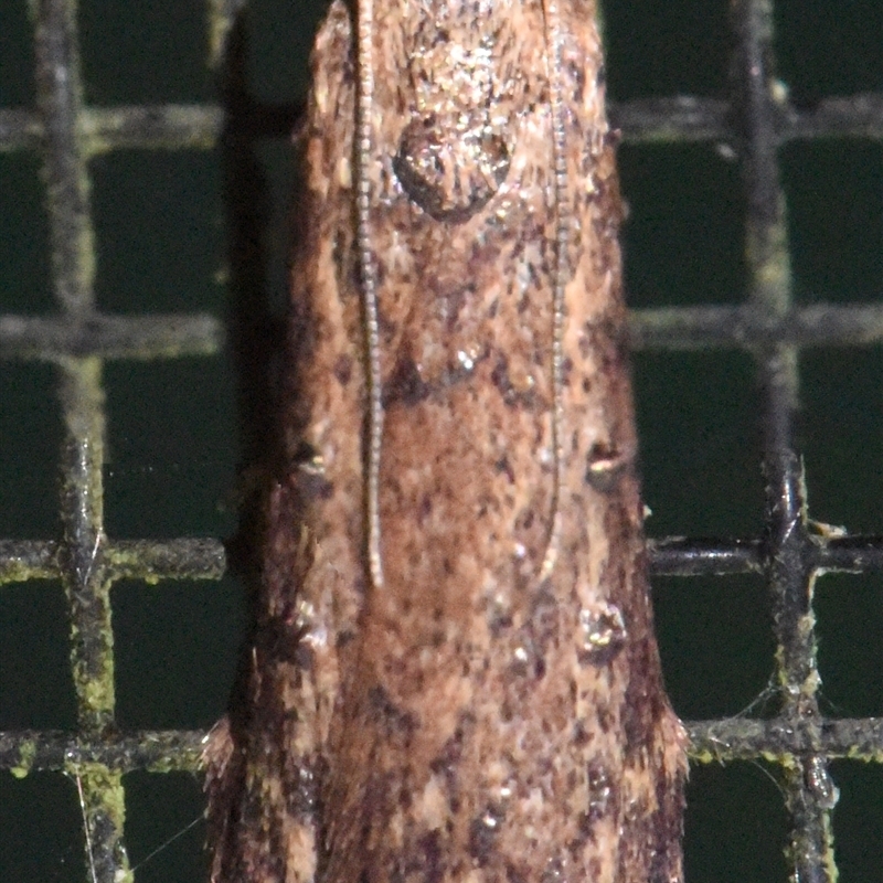 Lamoria idiolepida