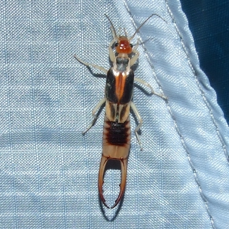 Labidura riparia
