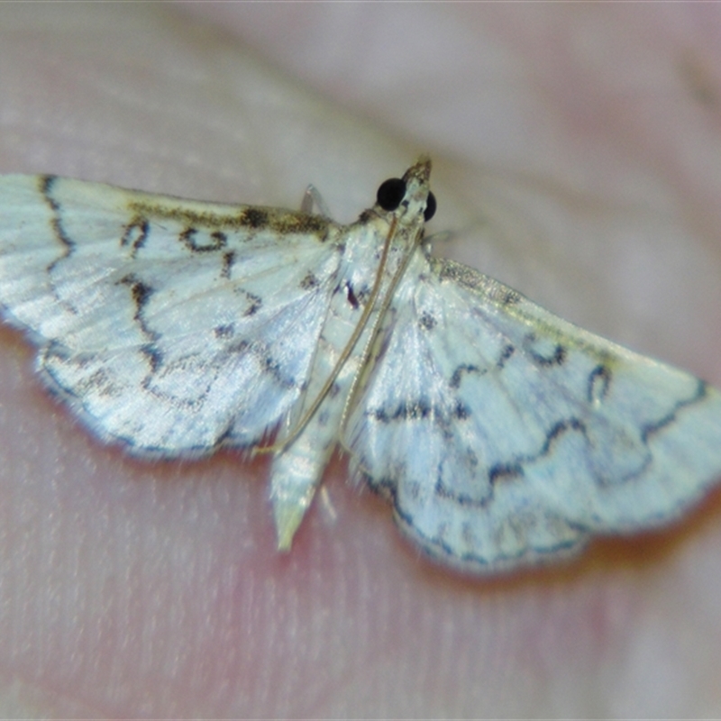 Metasia delotypa