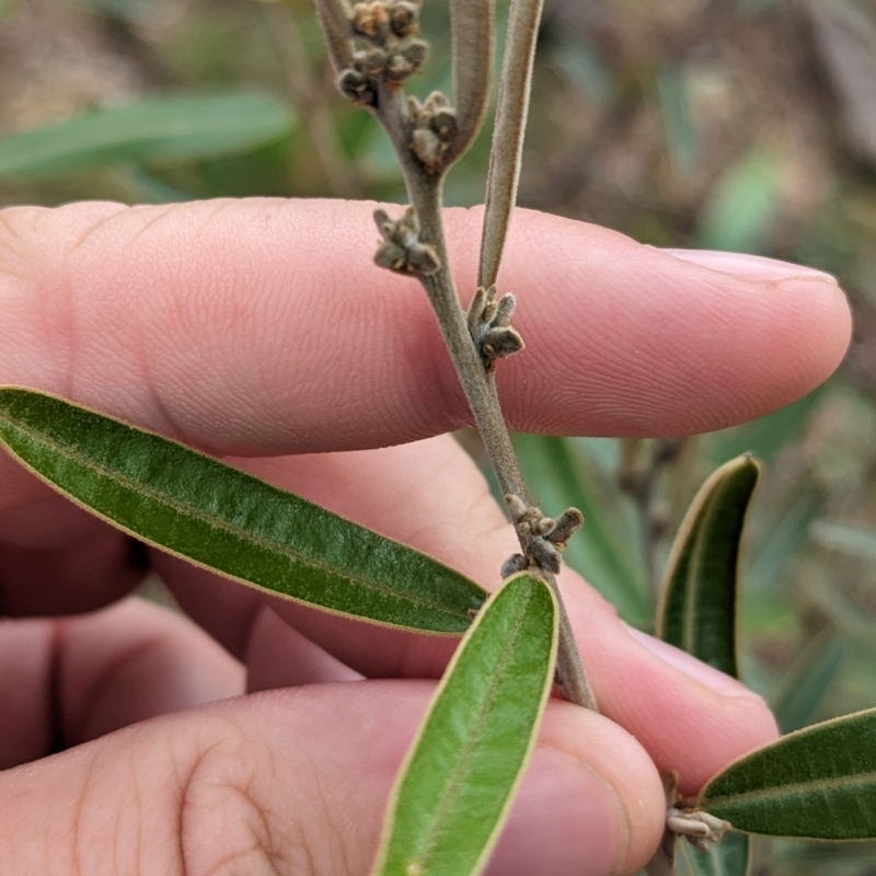 Hovea lanceolata