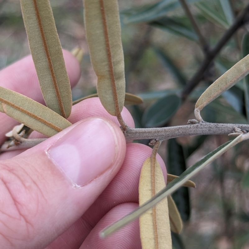 Hovea lanceolata