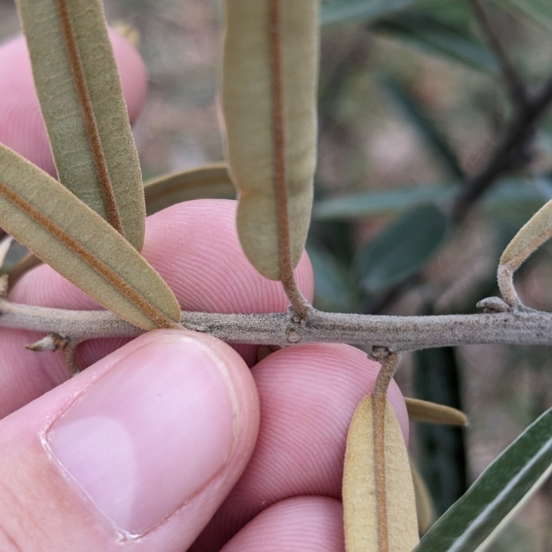 Hovea lanceolata