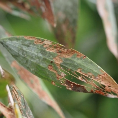 Austropuccinia psidii