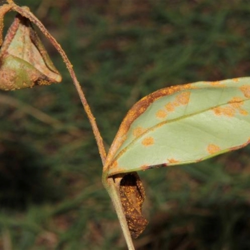 Austropuccinia psidii