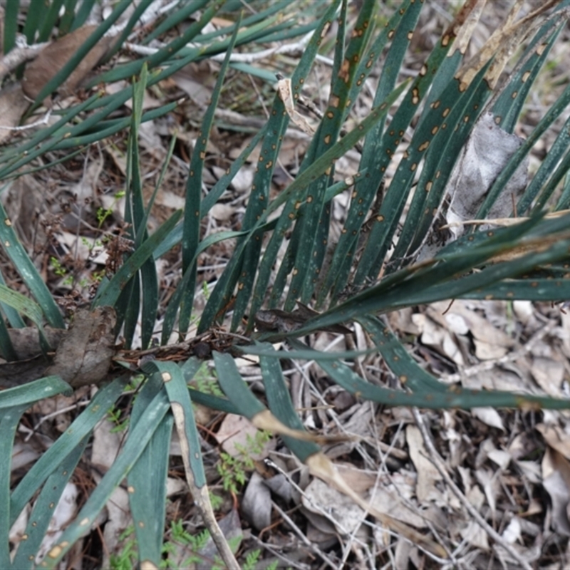 Macrozamia secunda