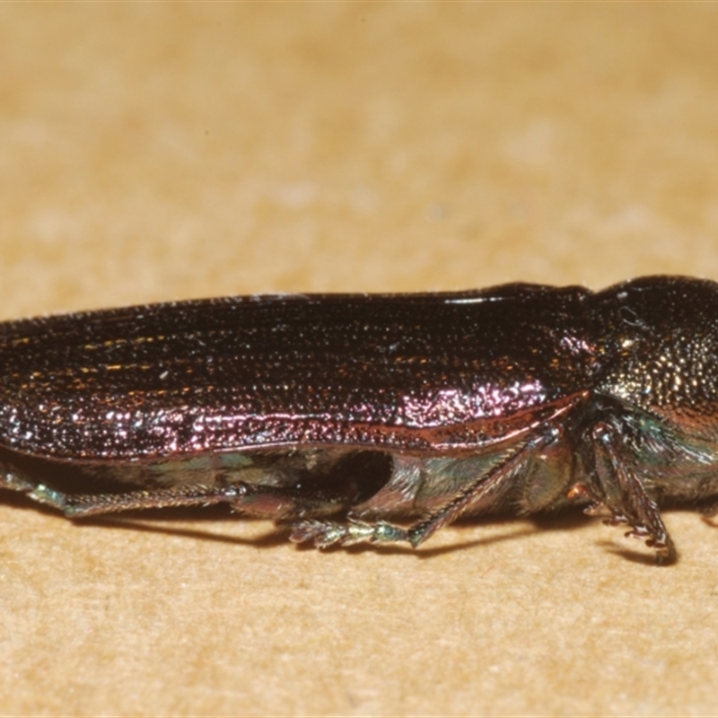 Neobuprestis frenchi