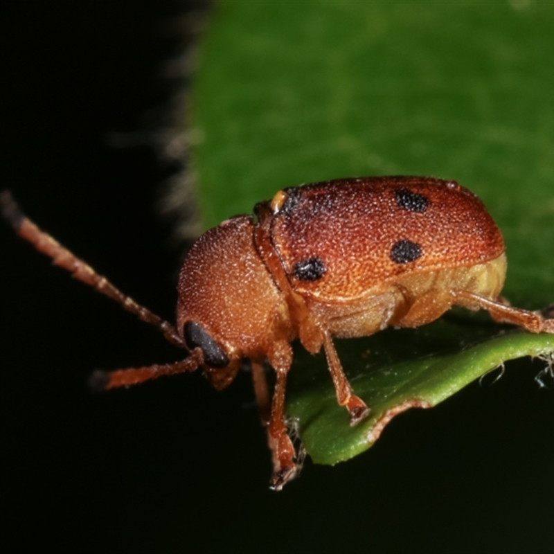 Cadmus excrementarius