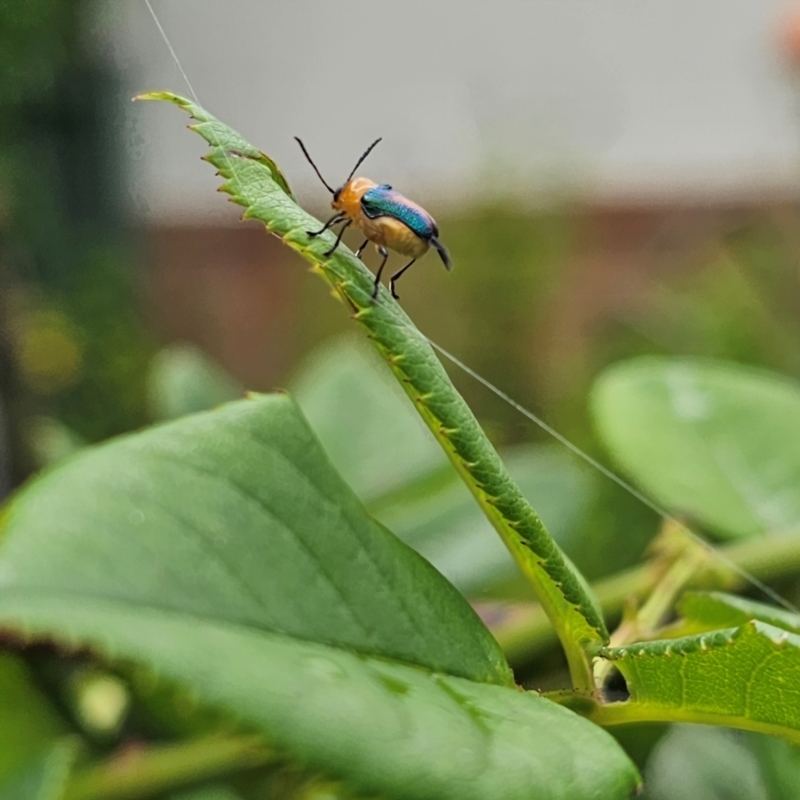 Aporocera (Aporocera) iridipennis